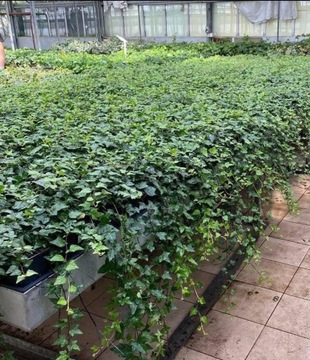 pokrywanie ogrodzeń BLUSZCZEM  hedera 70-90cm 