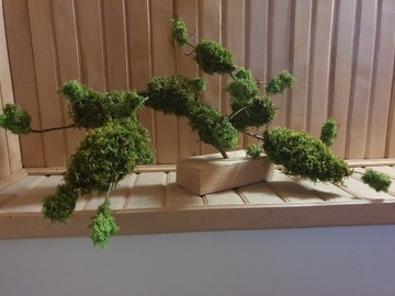 Drzewko bonsai 