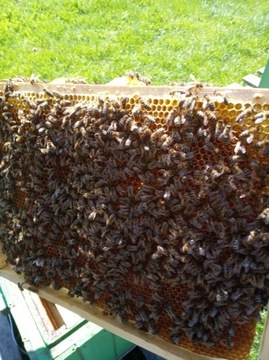 pszczoly odstąpie