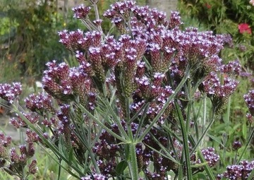 Werbena patagońska verbena bonariensis 200 nasion