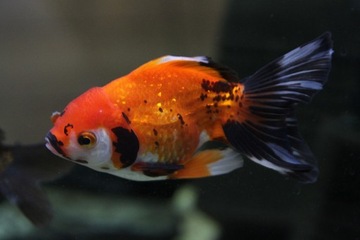 Welon odmiana oranda pon-pon 15 cm