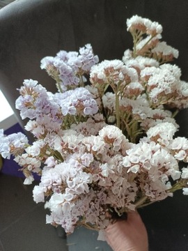 Zatrwian biały lila naturalny susz kwiaty bukiet 