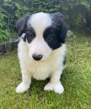 Border collie szczeniaki po Championie