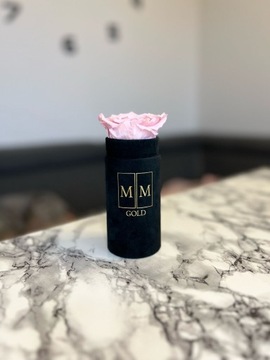 Różowa wieczna róża w czarnym flowerboxie