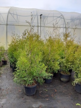 Thuja brabant doniczka 3l  80-90cm