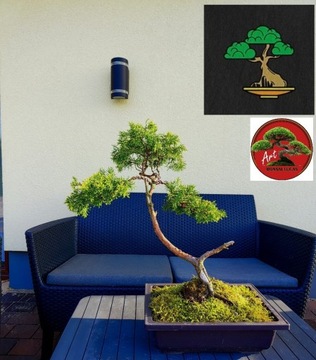 Jałowiec formowany na wzor bonsai w donicy