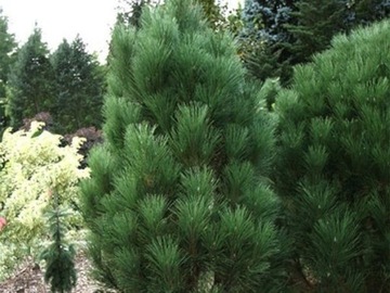 Sosna czarna Pinus Nigra, zielona Pinus Sylvestris