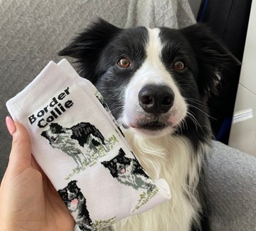 Skarpetki w pieski border collie