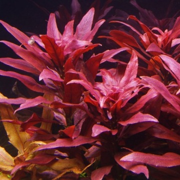 Ludwigia glandulosa - duża, czerwono-fioletowa