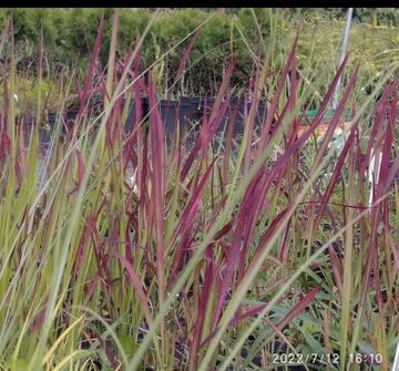 TRAWA IMPERATA RED BARON DONICZKA 0,5 L