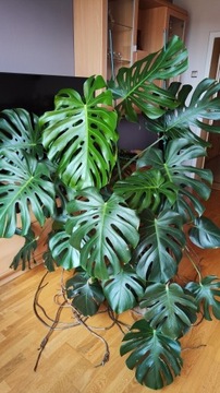 Monstera duża 2 letnia philodendron 