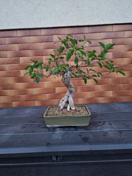 Fikus bonsain prowadzony od 2018 roku