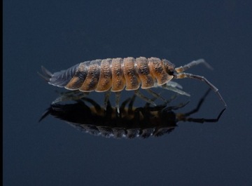 Porcellio scaber lava 12szt