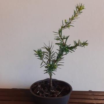 bonsai cis czrewony