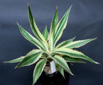 Kaktusy! - Agave lophantha quadricolor - RARYTAS!