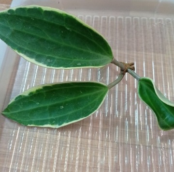 Hoya hoja macrophylla albomarginata ukorzeniona 
