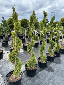 Thuja occidentalis Smaragd - SPIRALA Tuja