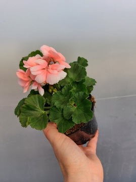 Pelargonia zonale- łososiowa - stojąca