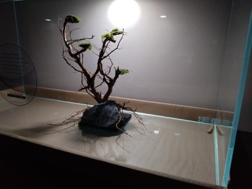 Drzewko bonsai na skale