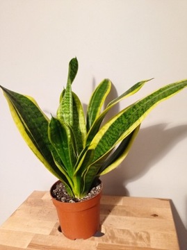 Sansevieria Futura Superba Sansa Szable do 70 cm