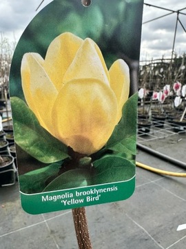 Magnolia - YELLOW BIRD - żółte kwiaty