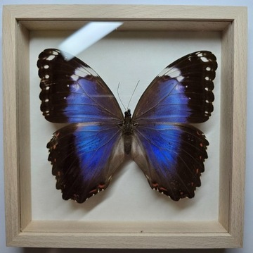 Motyl w gablotce Morpho Helenor Violaceus