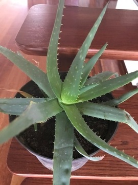 ALOES DRZEWIASTY