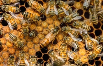 Rodzina przezimowana pszczela 