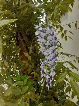 GLICYNIA WISTERIA CHIŃSKA BAJECZNE PNĄCZE 40CM