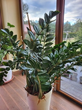 Zamioculcas zamiifolia Zamiokulkas zamiolistny