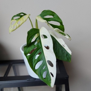 Monstera Adasoni Albo Japan 