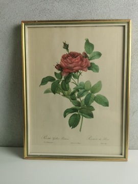 Stara grafika, kwiaty, róża. 43x33