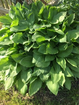 Hosta Funkia zielona sadzonki komplet