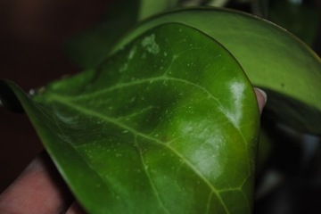 Hoya Kobold (parasitica x pachyclada) Hoja