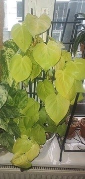 Philodendron Lemon lime 