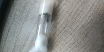 Lasius niger