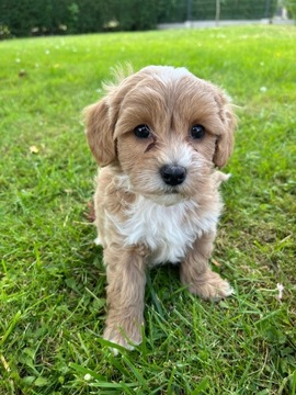 Maltipoo piesek szczenię szczeniak maltańczyk pudel toy red