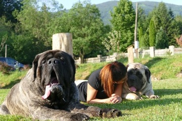 mastif,mastiff,mastif angielski,szczenięta,ZKWP