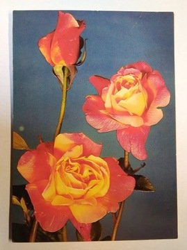 Kwiaty róże Sutter's fot. Zawadzki 1983 r.