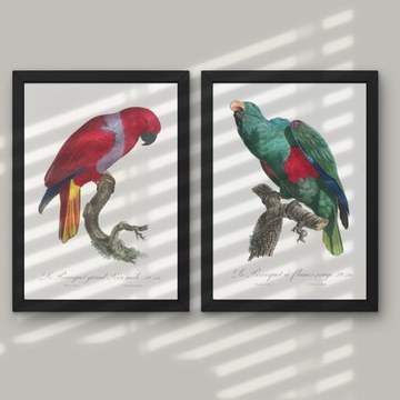 Plakaty 2szt Papugi WIELE WZORÓW! Ornitologia vint