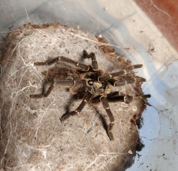 Ceratogyrus darlingi samiec