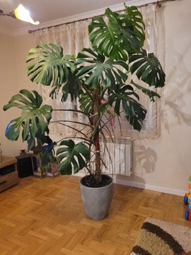 Monstera 200cm piękna duża roślina 