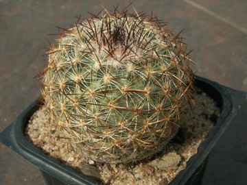 Pediocactus simpsonii f. dinosauriensis FH 61.2