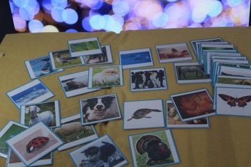 karty zwierzęta logopedyczne animals flashcards