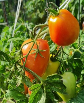 pomidor Czelnok nasiona kolekcjonerskie