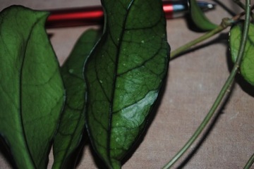 Hoya crassipetiolata Hoja 