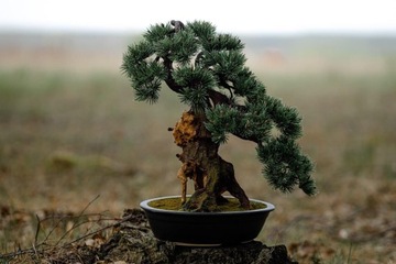 Bonsai zoukei ,sztuczne bonsai ,replika