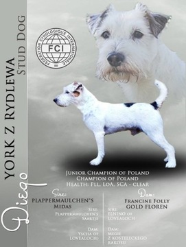 Parson Russell Terrier - Reproduktor. Pies ZKWP