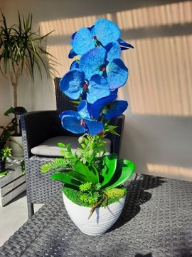 Storczyk Niebieski, Duże kwiaty, Pomysł na prezent