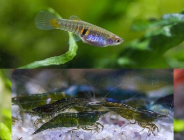 Mikrorybki i krewetki zielone do akwarium 20l
